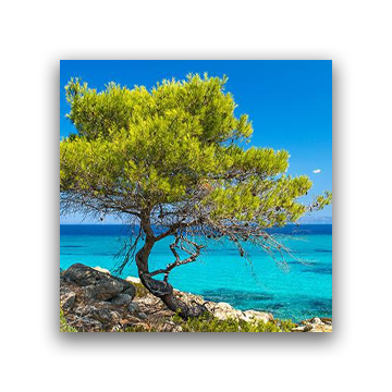 7 days cruise to Halkidiki -Aristotle